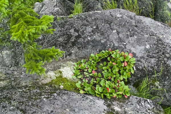 Stones with moss and bushes — Stock Photo, Image