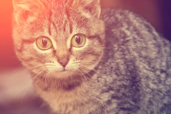 Gatito gris a rayas con ojos verdes —  Fotos de Stock