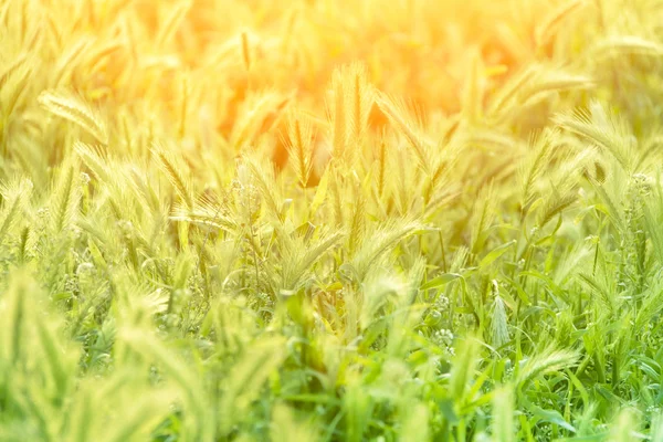 Weide gras met oren in de ochtendzon — Stockfoto