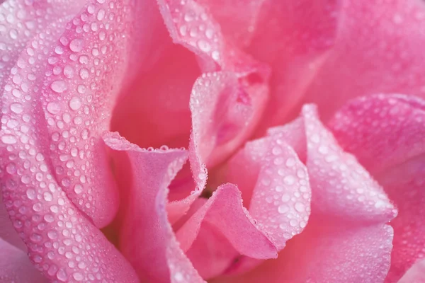 Gyönyörű Rózsaszirmok Rózsa virág — Stock Fotó