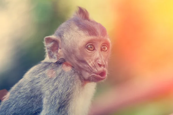 Carino martellante scimmia bambino — Foto Stock