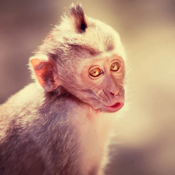 Bonito bebê macaco hamming — Fotografia de Stock