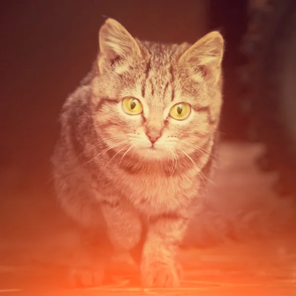 Gatinho cinzento, listrado com olhos verdes — Fotografia de Stock