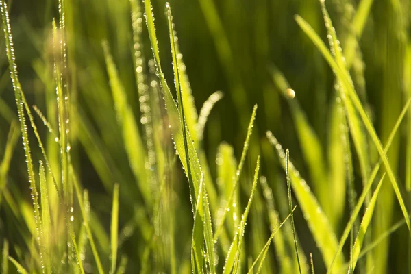 Dew on blades of grass — Stock Photo, Image
