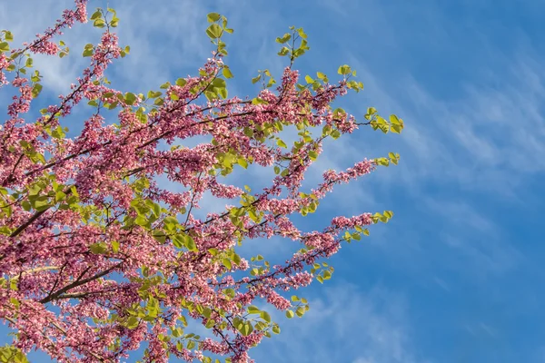 Hermosas ramas de árboles florecientes — Foto de Stock