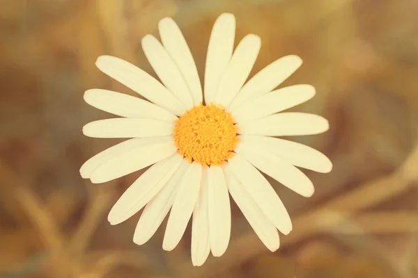 Pittoresco fiore di margherita carino — Foto Stock