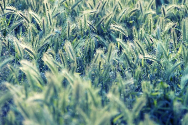 Луг травы с ушами на солнце — стоковое фото
