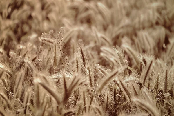 Weide gras met oren in de ochtendzon — Stockfoto