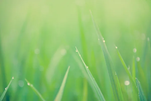 Lames d'herbe avec gouttes de rosée — Photo