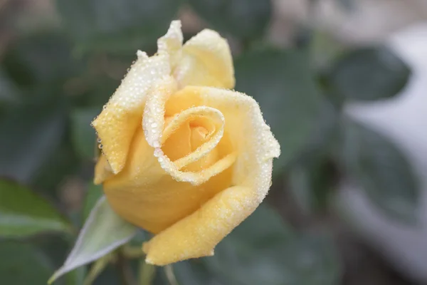 Pétalos de rosa con gotas de rocío — Foto de Stock