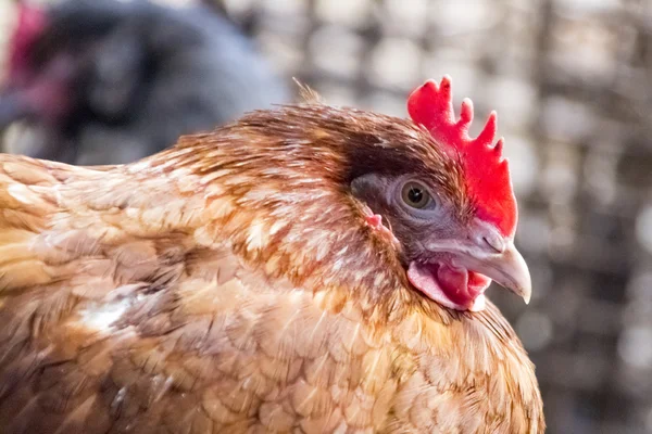 Rote Henne blickt in die Kamera — Stockfoto