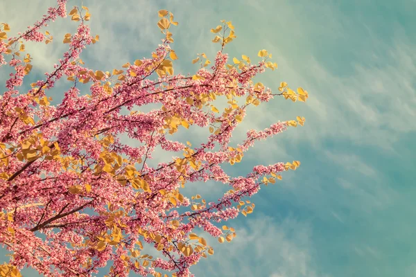 Hermosas ramas de árboles florecientes — Foto de Stock