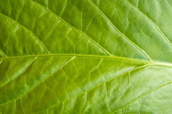 Green leaf with bright light — Stock Photo, Image