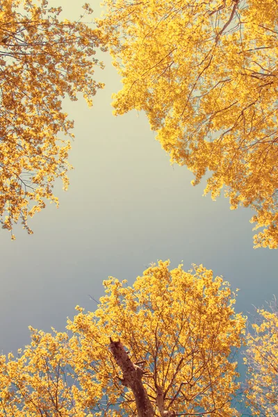 Vista dal basso del cielo degli alberi — Foto Stock