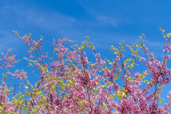 Hermosas ramas de árboles florecientes — Foto de Stock