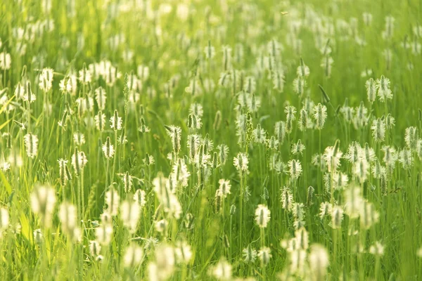 Witte bloemen en groen gras — Stockfoto