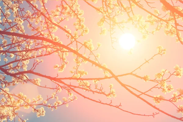 Blooming white apple-tree branch — Stock Photo, Image