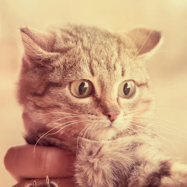 Gatito gris a rayas con ojos verdes — Foto de Stock