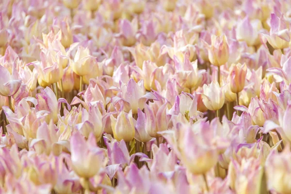 Tulipes colorées, belles fleurs — Photo
