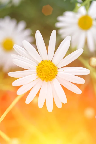 Festői aranyos százszorszép virág — Stock Fotó