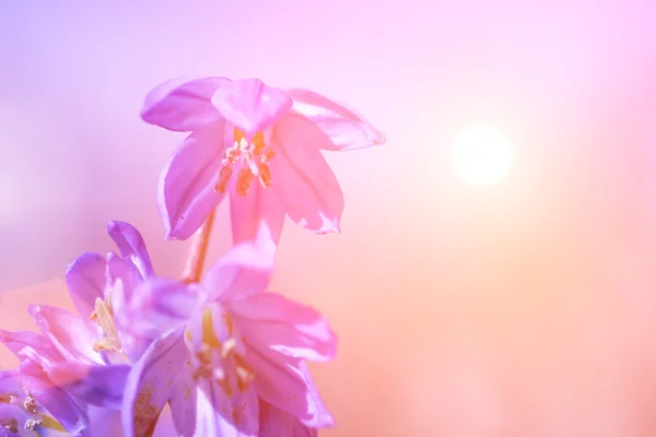 Azul primeira primavera flores — Fotografia de Stock