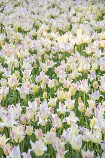 Kolorowe, pięknie kwitnące tulipany — Zdjęcie stockowe