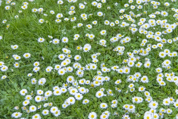 Picturesque chamomile field — Stock Photo, Image