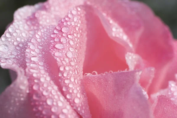 Bei petali di fiore di rosa — Foto Stock