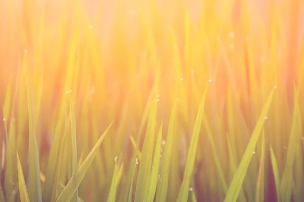 Lame de iarbă cu picături de rouă — Fotografie, imagine de stoc