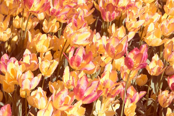 Tulipes colorées, belles fleurs — Photo