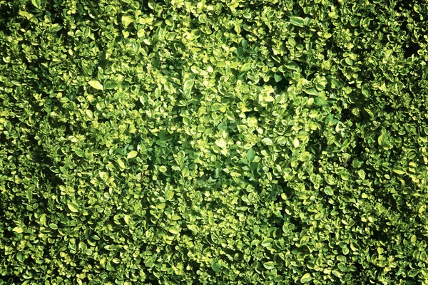 Зеленая поверхность живой ограды — стоковое фото