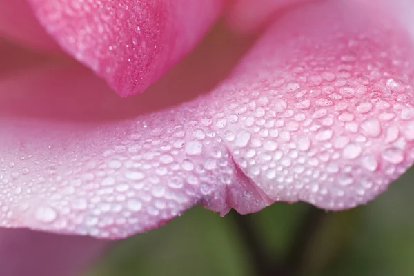 Bei petali di fiore di rosa — Foto Stock