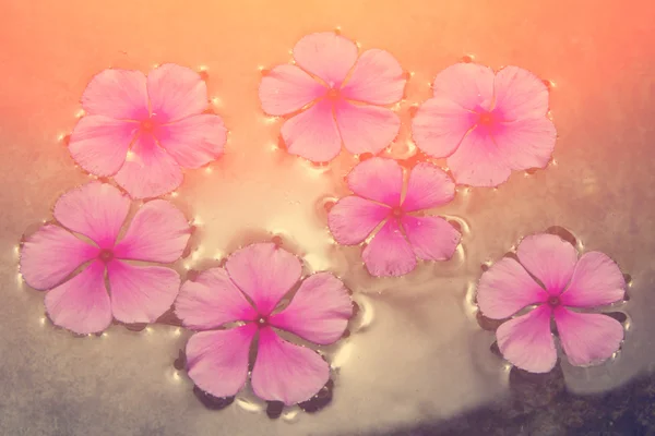 Pink flowers floating in water — Stock Photo, Image