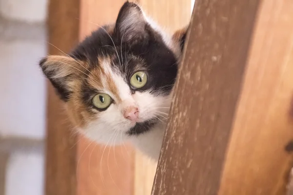 Bonito, gatinho cloroso jogando — Fotografia de Stock