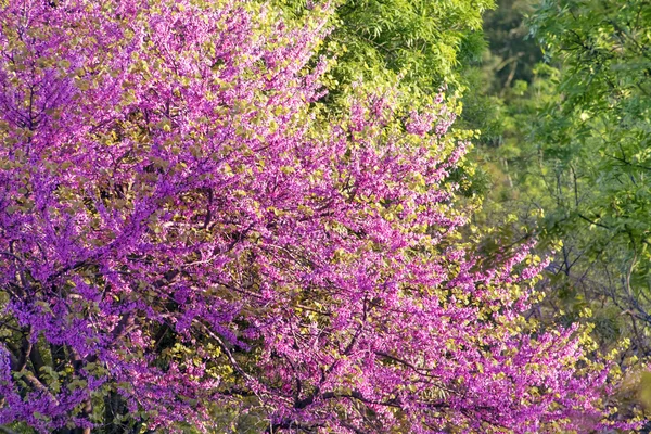 Krásné kvetoucí větve — Stock fotografie