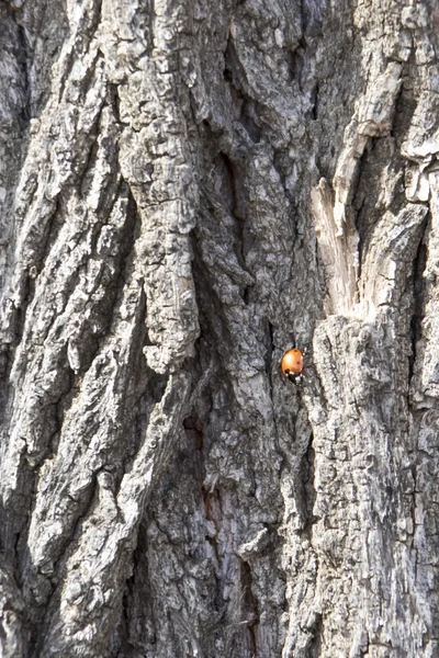 Corteza gris del árbol viejo —  Fotos de Stock