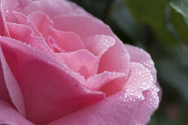 Pétalos de rosa con gotas de rocío — Foto de Stock