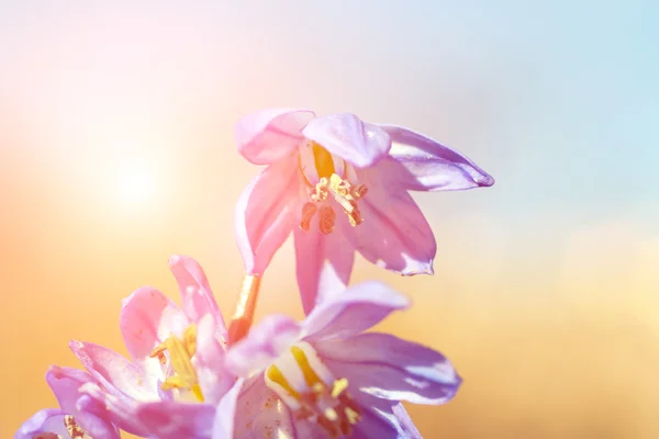 Azul primeira primavera flores — Fotografia de Stock