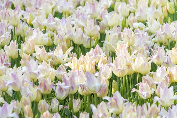Красочные, красивые цветущие тюльпаны — стоковое фото