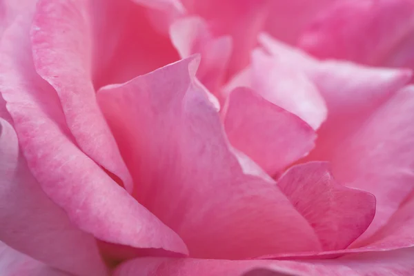Malerische süße Gänseblümchen-Blume — Stockfoto