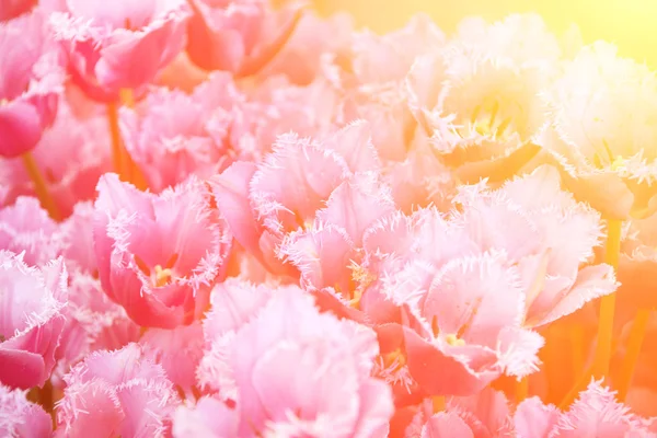 Färgglada, vackra blommande tulpaner — Stockfoto