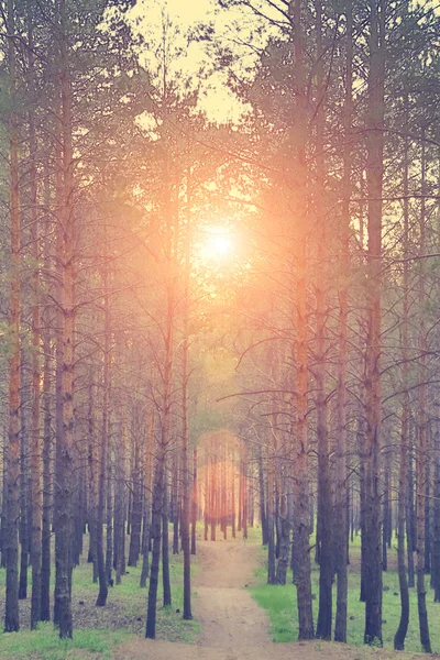 Bosque camino entre pinos —  Fotos de Stock