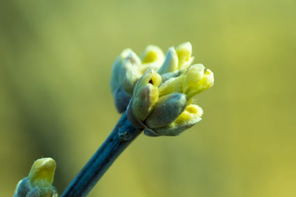 Spring blossoming buds on branch — Stock Photo, Image