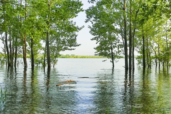 아름 다운 물속에 잠긴된 나무 — 스톡 사진