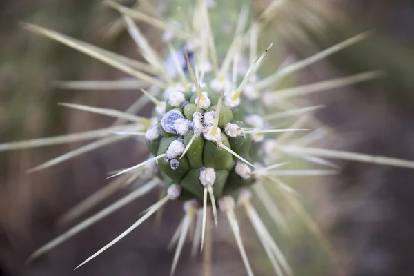 Cactus förgrena sig med törnen — Stockfoto