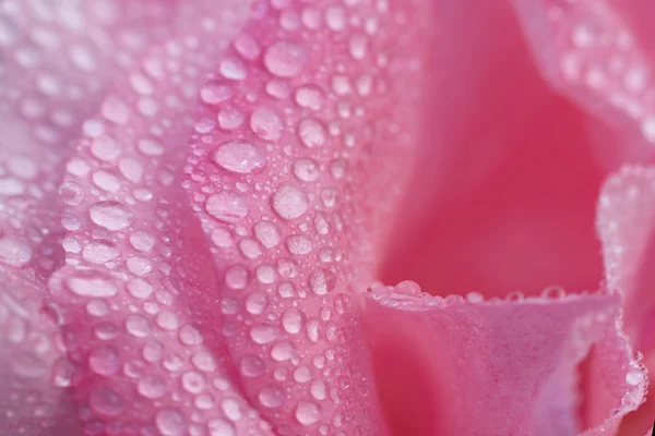 Bei petali di fiore di rosa — Foto Stock