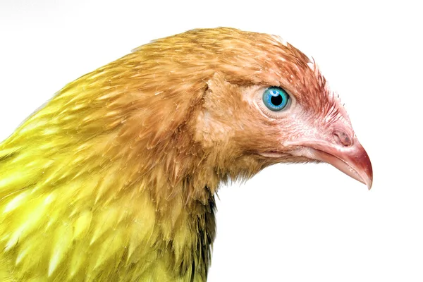 Żółty kura patrząc na kamery — Zdjęcie stockowe