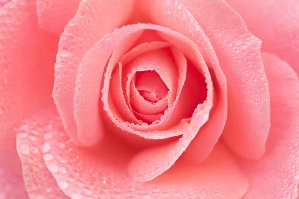 Schöne Blütenblätter der Rosenblüte — Stockfoto