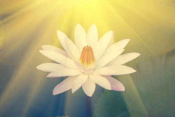 Flor de lírio branco na água — Fotografia de Stock