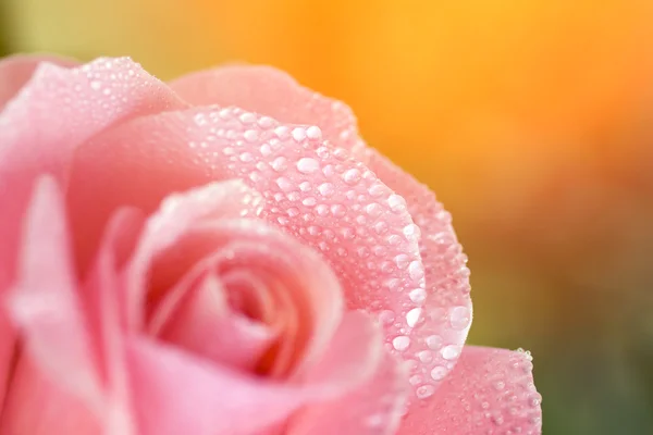 Schöne Blütenblätter der Rosenblüte — Stockfoto